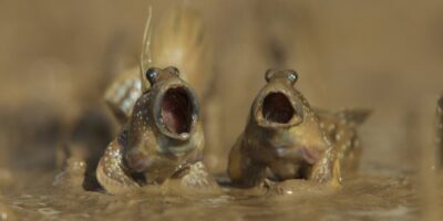 Weirdest Subreddits You Need to Check Out