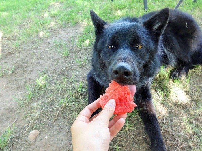 Weird Subreddits Wolves With Watermelons