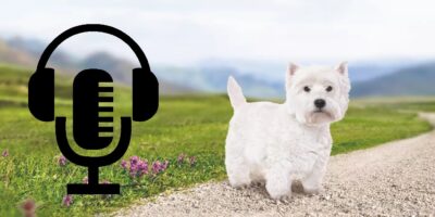 The Best Dog Podcasts for Friends of Man’s Best Friend